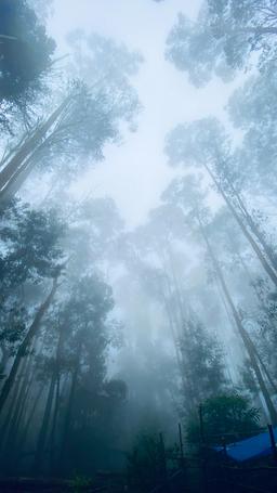 Misty Forest